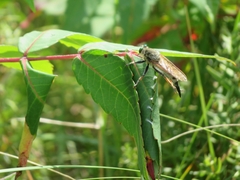 Promachus vertebratus