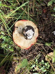 Russula cremoricolor