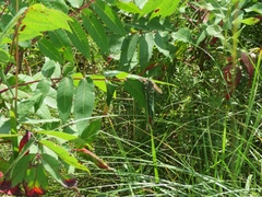 Promachus vertebratus