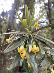 Pittosporum bicolor
