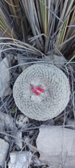 Epithelantha
