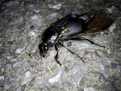 Nicrophorus concolor