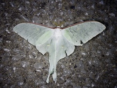 Actias aliena aliena