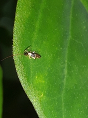 Entomobryoidea