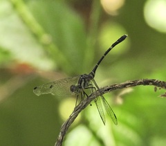 Nannophlebia eludens