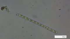 Planktothrix