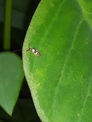 Entomobryoidea