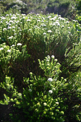 Agathosma stenopetala