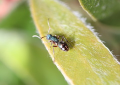 Polyrhachis hookeri