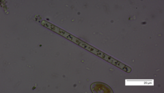 Planktothrix