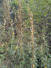 Miconia salicifolia
