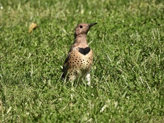 Colaptes auratus luteus