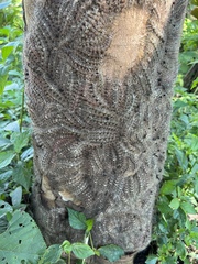 Lonomia