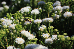 Agathosma stenopetala