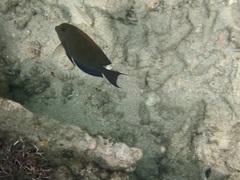 Acanthuridae