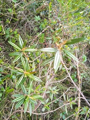 Miconia salicifolia