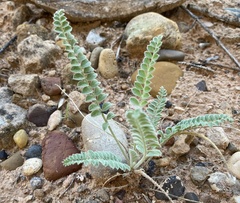 Astragalus mollissimus