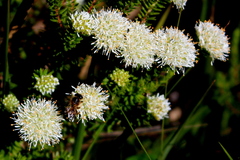 Agathosma stenopetala