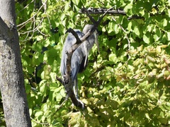 Ardea herodias