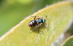 Polyrhachis hookeri