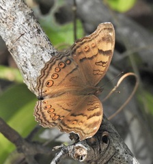 Junonia hedonia