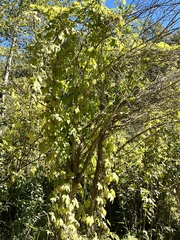 Vitis girdiana