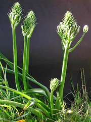 Albuca batteniana