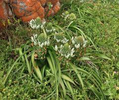Albuca batteniana