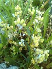 Cochlearia danica