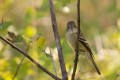 Empidonax hammondii