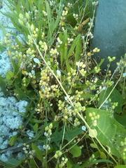 Cochlearia danica