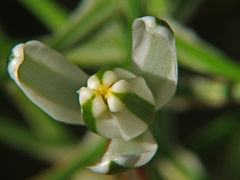 Albuca batteniana