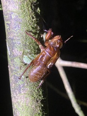Cicadidae