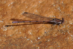 Argia pallens