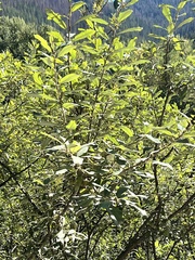 Salix sitchensis