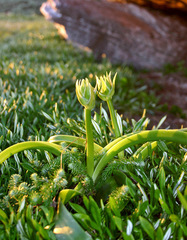 Albuca batteniana