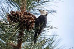 Dryobates albolarvatus