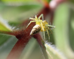 Oxyopes punctatus