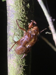 Cicadidae