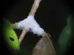 Erysiphe caprifoliacearum