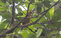 Cyanoderma chrysaeum