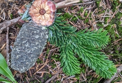 Abies amabilis