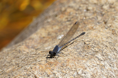 Argia lugens