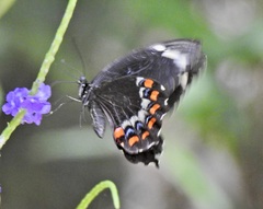 Papilio fuscus
