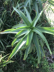Asphodeloideae