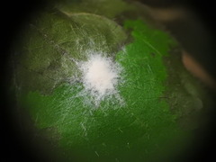 Erysiphe caprifoliacearum