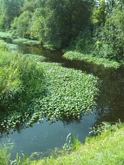 Hydrocotyle ranunculoides