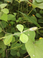 Achyranthes