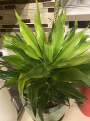 Dracaena fragrans compacta