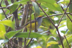 Phyllergates cucullatus